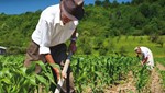 «Ψαλίδι» 60% στους νέους συνταξιούχους αγρότες που συνεχίζουν να καλλιεργούν