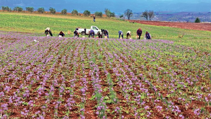 Το «κόκκινο χρυσάφι» της Κοζάνης πάει... Κίνα Το «κόκκινο χρυσάφι» της Κοζάνης πάει... Κίνα