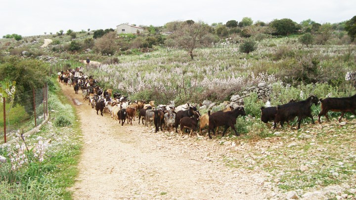 Να επιστραφεί το τέλος βοσκής ζητεί η ΚΕΔΕ Να επιστραφεί το τέλος βοσκής ζητεί η ΚΕΔΕ
