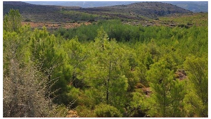 Το σχέδιο για τους δασικούς χάρτες: Πώς θα σωθούν οι ιδιωτικές περιουσίες - Τα επτά ανοιχτά ζητήματα Το σχέδιο για τους δασικούς χάρτες: Πώς θα σωθούν οι ιδιωτικές περιουσίες - Τα επτά ανοιχτά ζητήματα