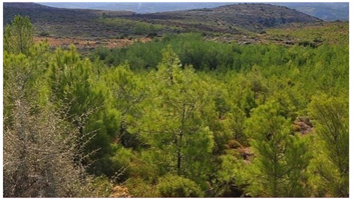 Γεραπετρίτης: Οριζόντιες διαρθρωτικές παρεμβάσεις για τον εξορθολογισμό των δασικών χαρτών Γεραπετρίτης: Οριζόντιες διαρθρωτικές παρεμβάσεις για τον εξορθολογισμό των δασικών χαρτών