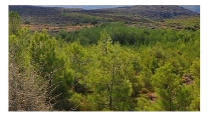 Δασικοί χάρτες: Γιατί μπλοκάρουν οι μεταβιβάσεις - Τι ζητούν οι συμβολαιογράφοι Δασικοί χάρτες: Γιατί μπλοκάρουν οι μεταβιβάσεις - Τι ζητούν οι συμβολαιογράφοι