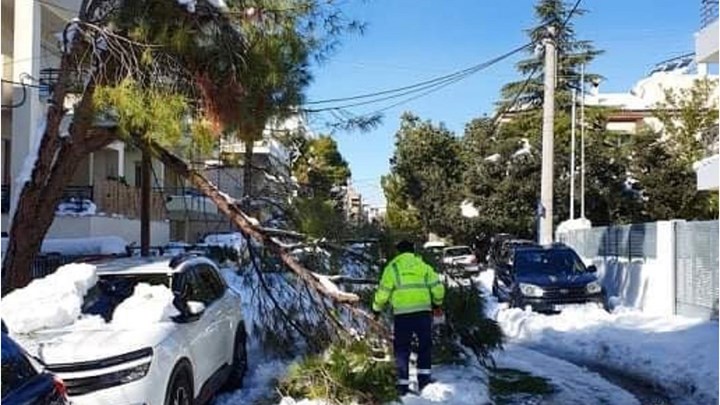Πτώσεις δέντρων: Ποιοι δήμοι δίνουν αποζημιώσεις για αυτοκίνητα και τι δικαιολογητικά χρειάζεστε  