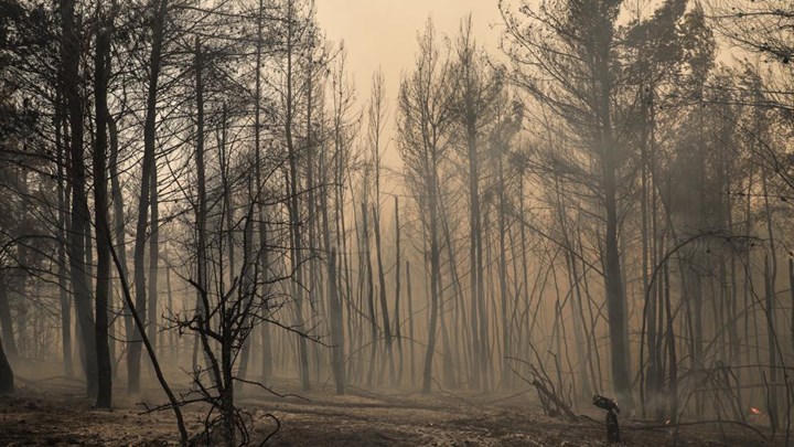 Ολόκληρο το Εθνικό Σχέδιο Αναδασώσεων - Οι πέντε φάσεις υλοποίησης και η προετοιμασία - Vimarsana News